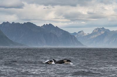 Lofoten, Norway